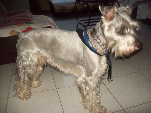 busco una linda perrita para compartir mi huesito, espero poder formar una linda familia al lado d mi palota y mi peluche...........
si hay interesadas vivo en bogota suba ...llamar al 6909207...las espero nenas busco una linda perrita para compartir mi huesito, espero poder formar una linda familia al lado d mi palota y mi peluche...........
si hay interesadas vivo en bogota suba ...llamar al 6909207...las espero nenas